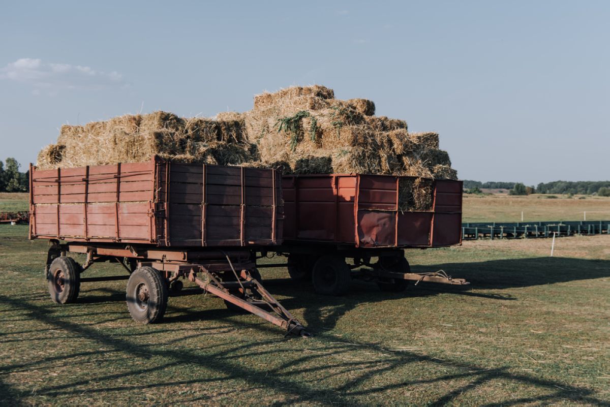 Шаруалар арнайы әдіспен жем-шөп дайындау көлемін арттырмақ