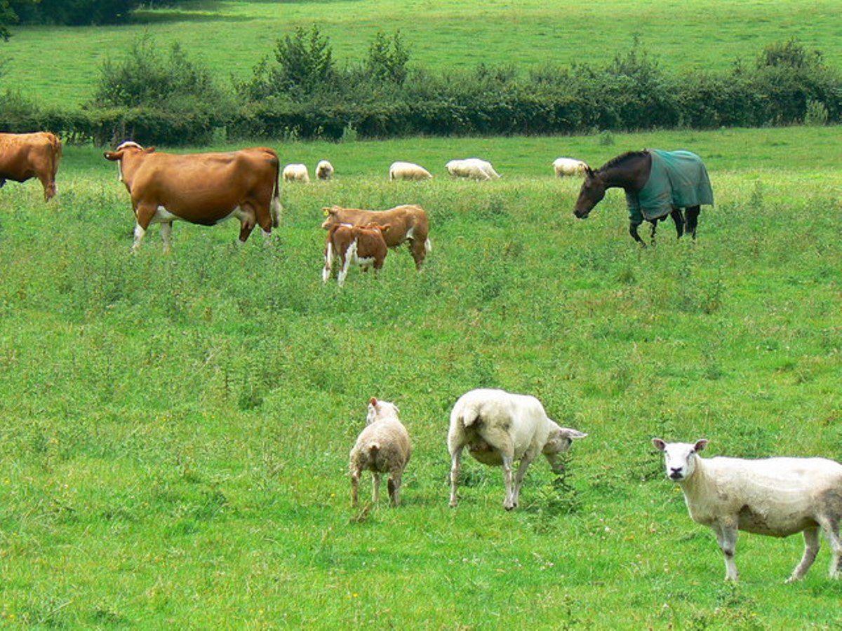 Жеті айда ауыл шаруашылығы өнімдерінің өндірісі 2,4% өсті