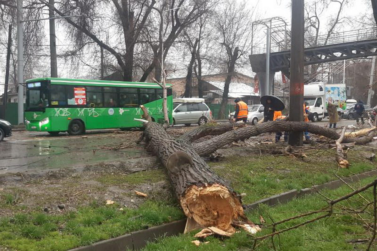 Алматыда дүлей дауыл: 21 көлікті ағаш басып қалды