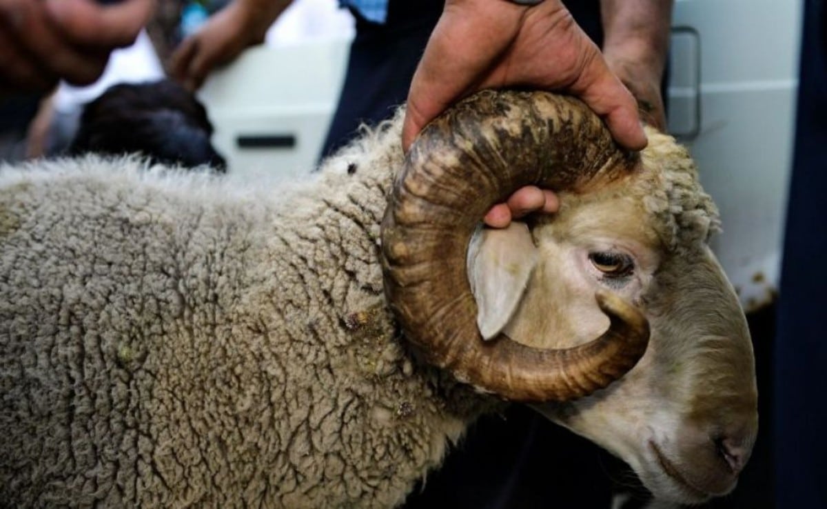 Биыл да құрбандықты онлайн шалуға болады – видео