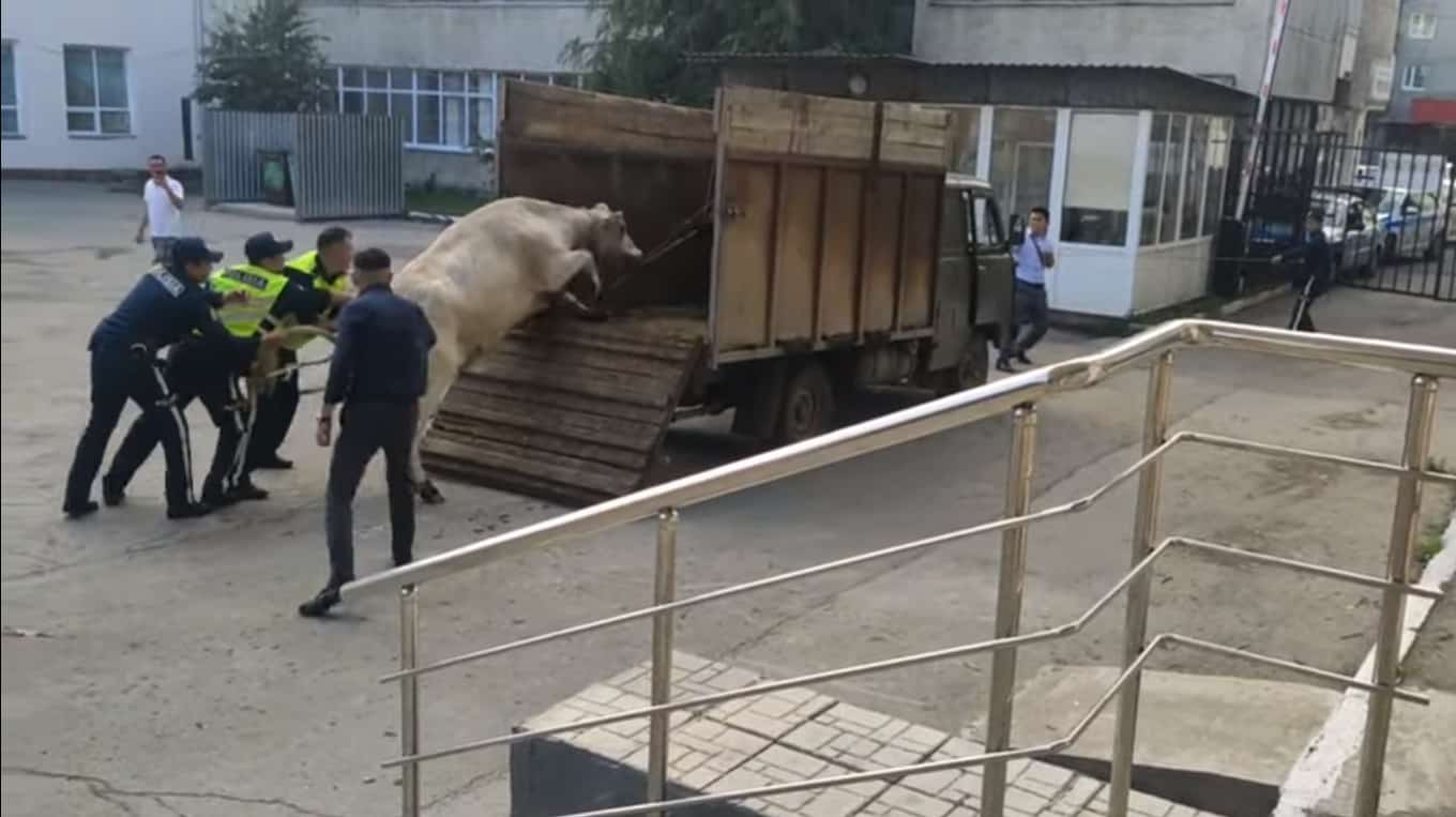 Қостанайда бір топ ер адам қаланың қақ ортасында үш адамды сүзген сиырды ұстады – видео