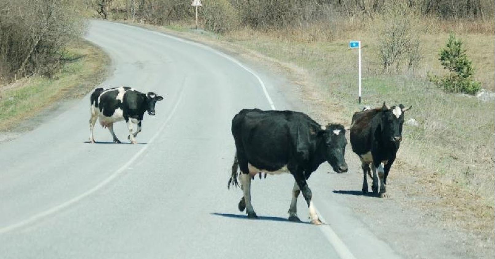 Қараусыз мал қауіп төндіреді