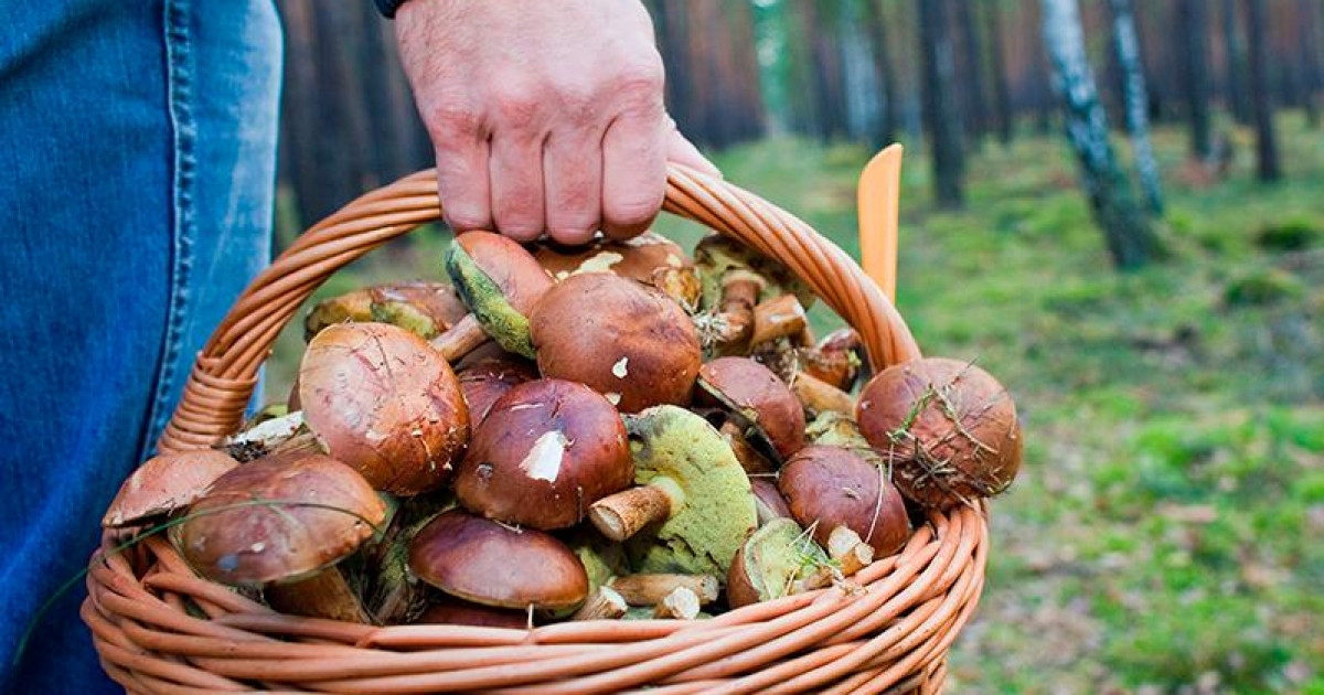 Саңырауқұлақты айдаладан терген адам да салық төлейді