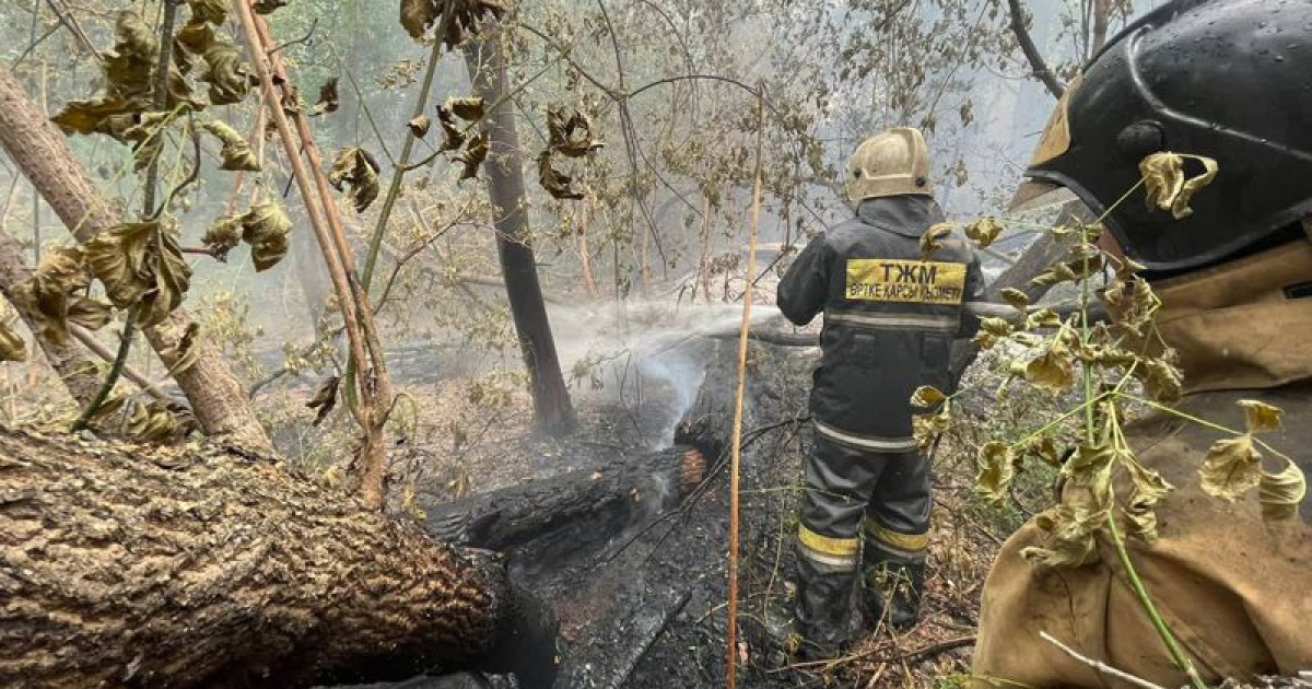 Абай облысында 14 орманшы өлі табылды – әкімдік ақпараттың ақ-қарасын хабарлады