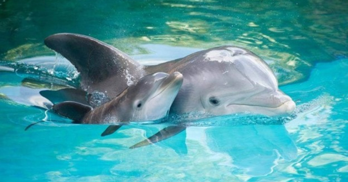 Дельфиндер балаларына ат қояды, бір-біріне қастық жасамайды