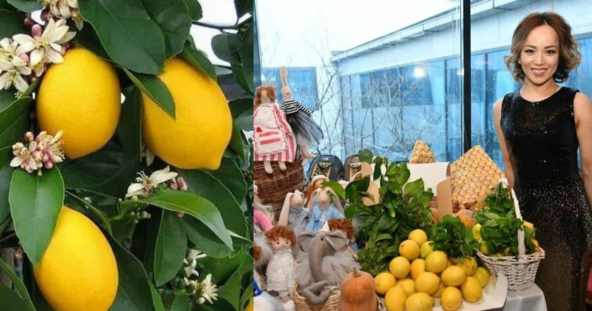 Атыраудың сортаң топырағына лимон өсірген бағбан
