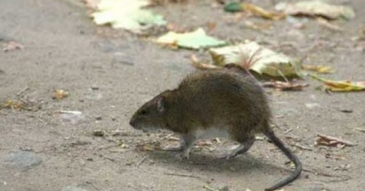 Лесная мышь. Прыгучая мышка. Мышь бегает. Мышь бежит. Мышь бежит.