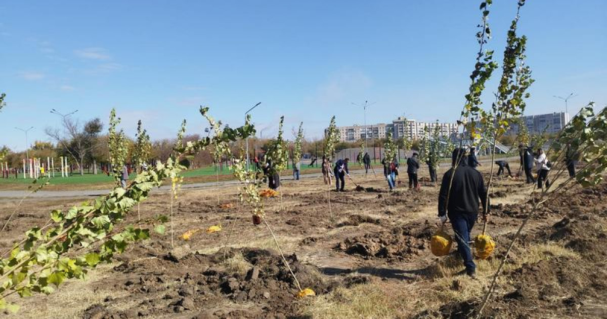 Қарағандыда бір күнде 1 мың терек егілді