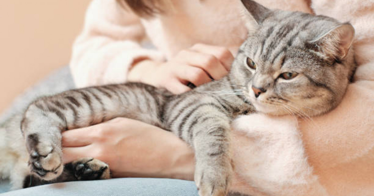 Семейде мысық сатып алмақ болған әйел күтпеген жағдайға тап болды