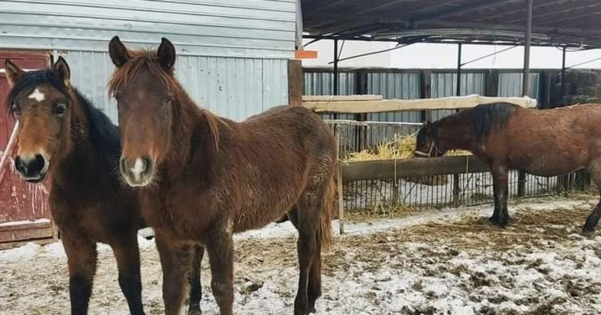 Жайылымнан сән, ауылдан мән кетті ме?