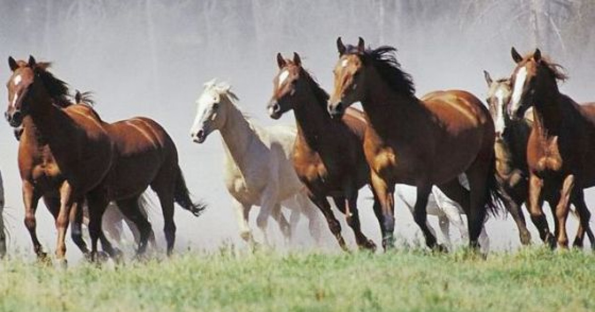 Адай жылқысы ресми түрде бөлек тұқым ретінде тіркелді