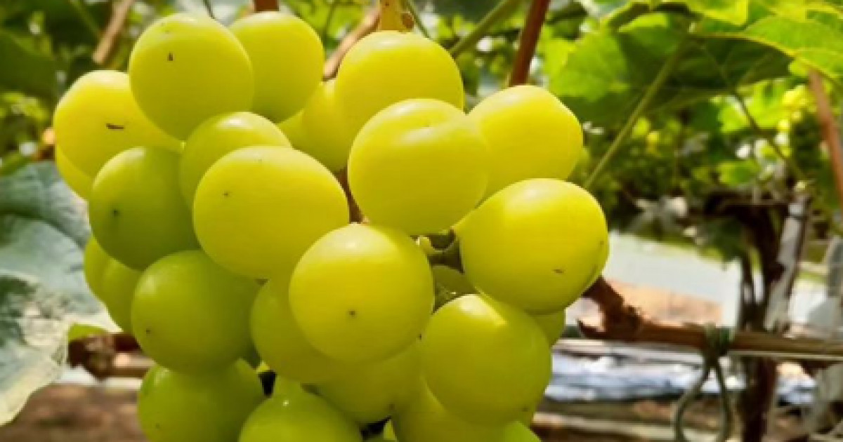 «Дубай шоколады» деген шығып еді, енді «кәріс жүзімі»: депутат көрсеқызарларды сынға алды