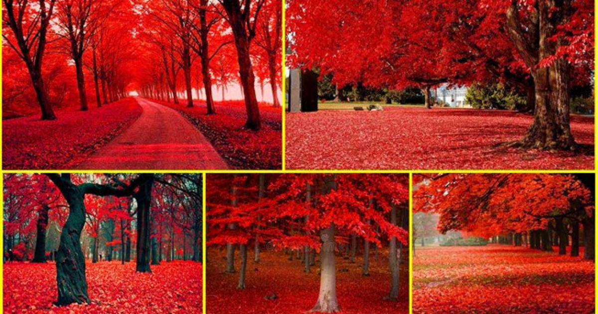 Порно фото Ли