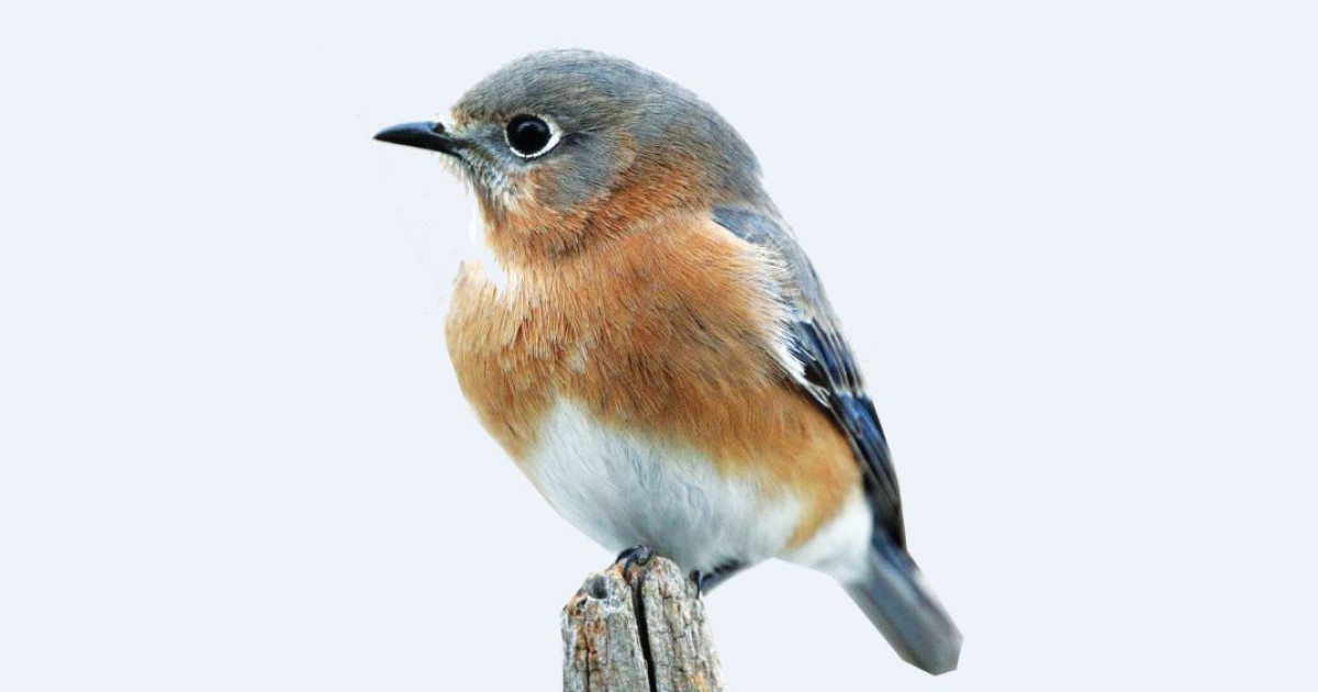 Лесби порно көру