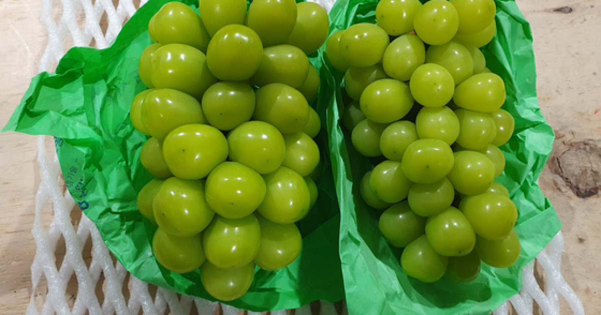 Shine Muscat жүзімі қауіпті ме? - Министрлік мәлімдеме жасады