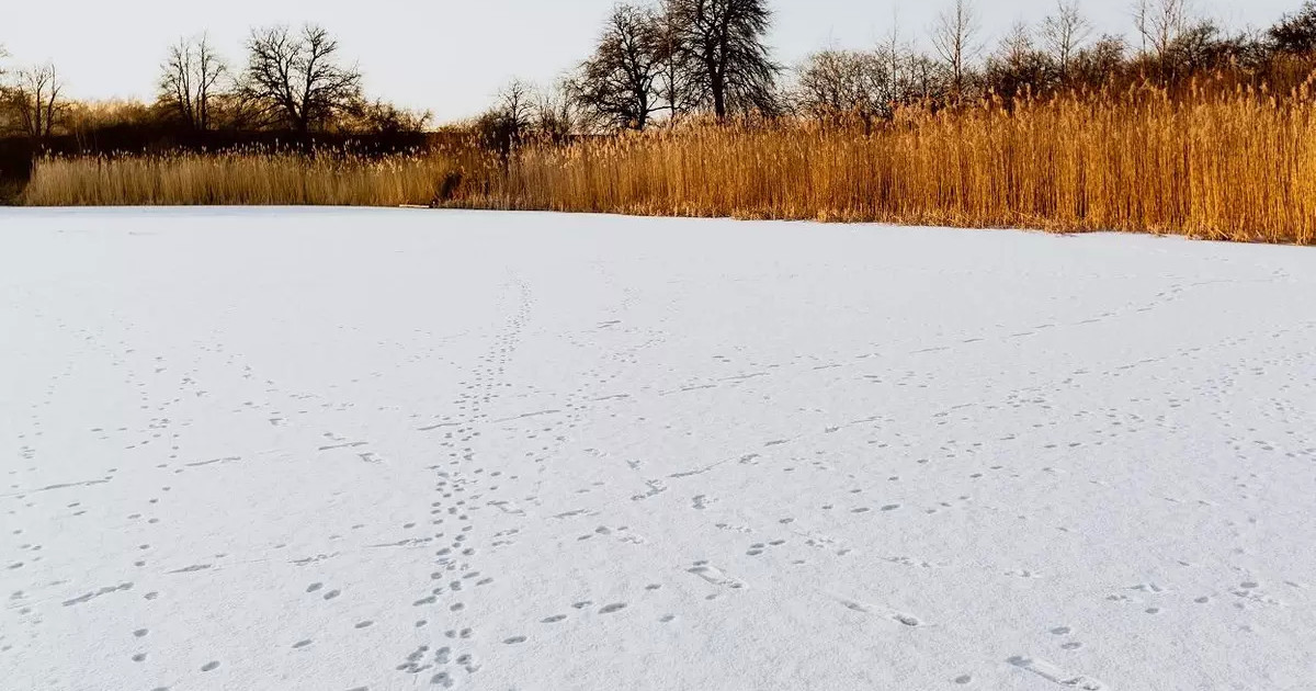 Ақмола облысында екі апта бұрын жоғалған жас жігіт даладан өлі табылды