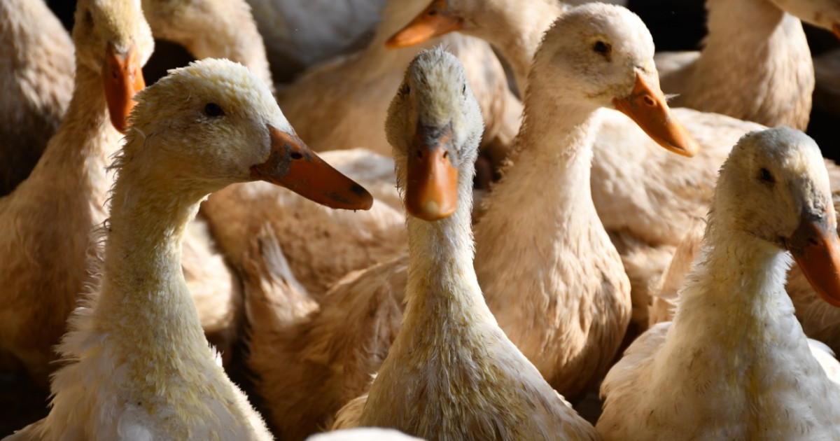 Ақмола облысында ер адам фермадан үйрек ұрлаған