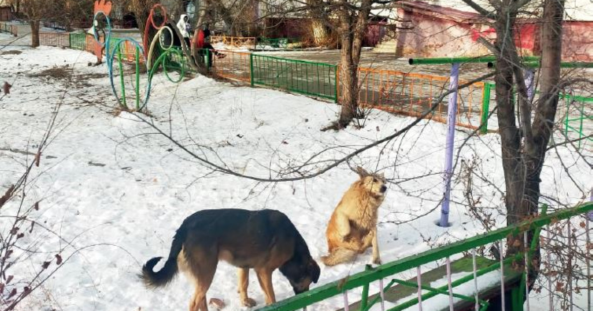 Қаңғыбас ит қауіп тудырады