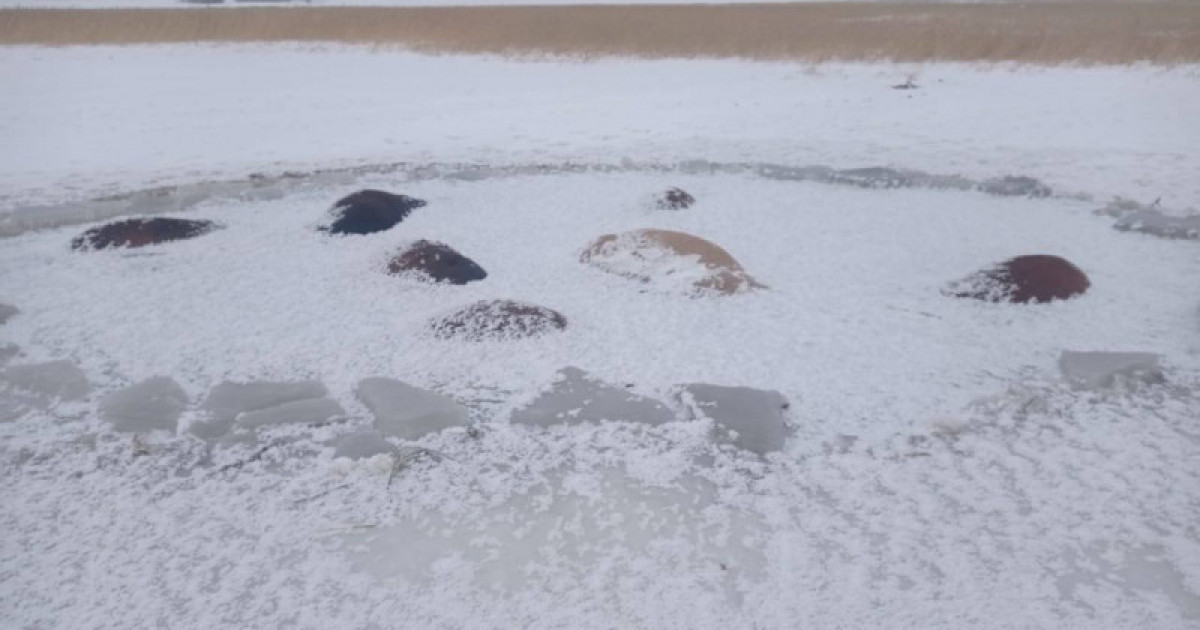 Қарағандыда жоғалып кеткен 50 шақты жылқы мұз астынан табылды