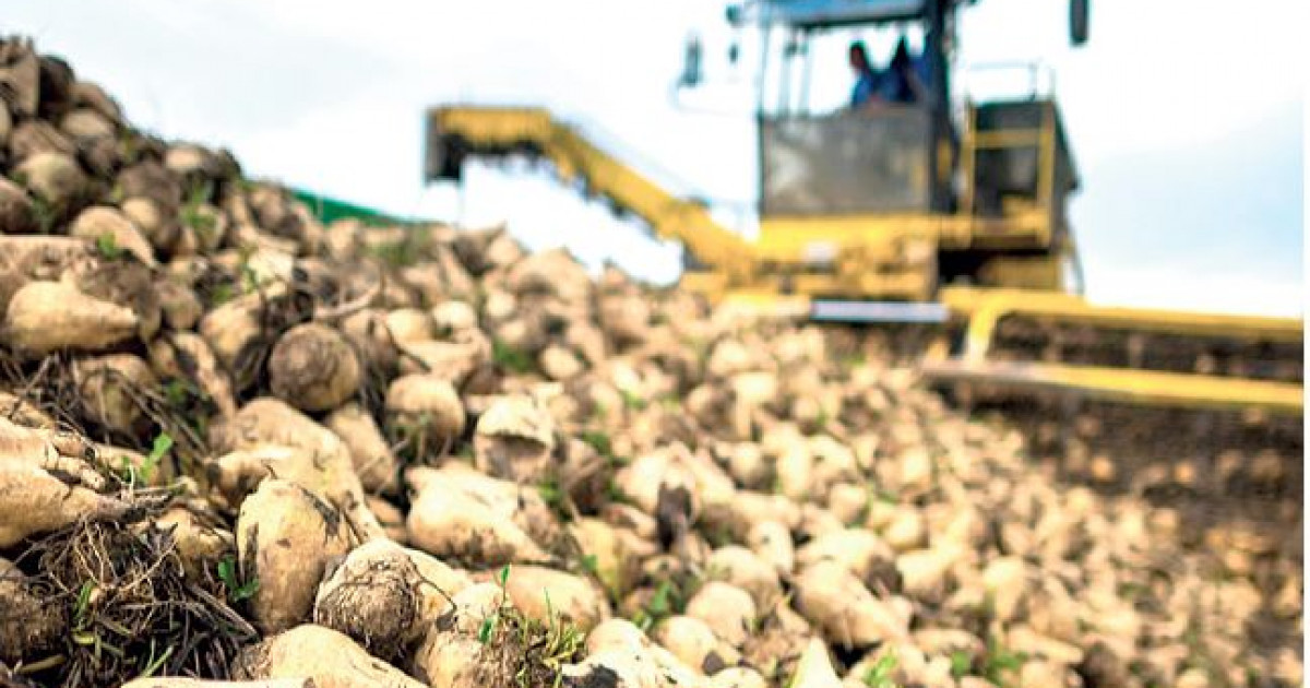 Қызылша қарызы қашан қайтады?