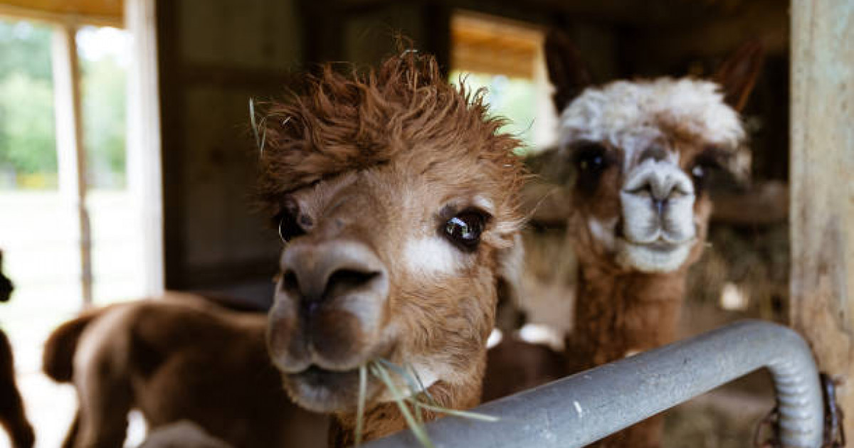 Кентаулық азамат үйінің ауласынан зообақ ашқан