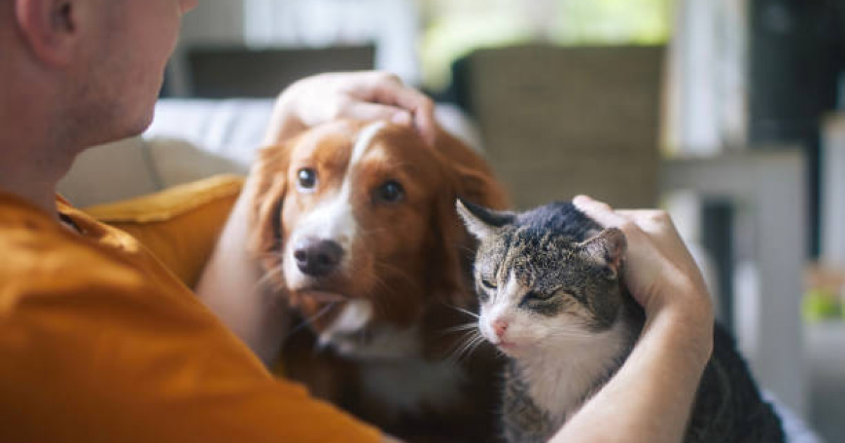 Астанада үй жануарларын ұстау мен серуенге шығарудың қағидасы бекітіледі