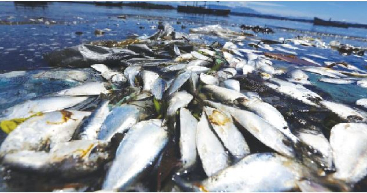 Атырауда тағы балық қырылды