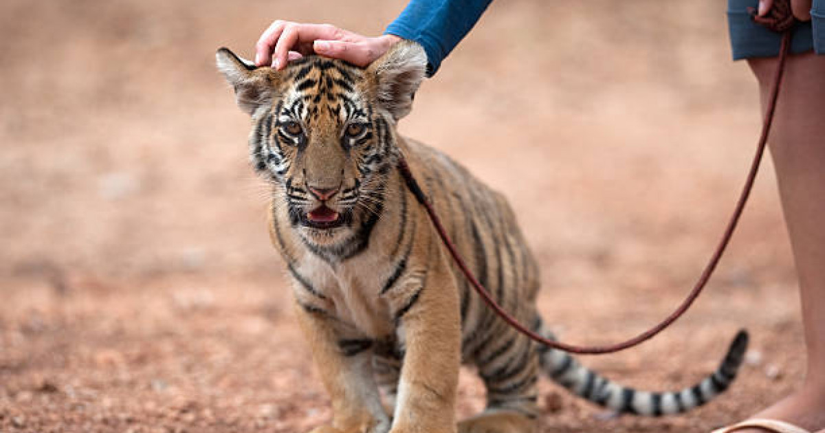 Жабайы жануар асырайтындарға қатысты жаза енгізілді