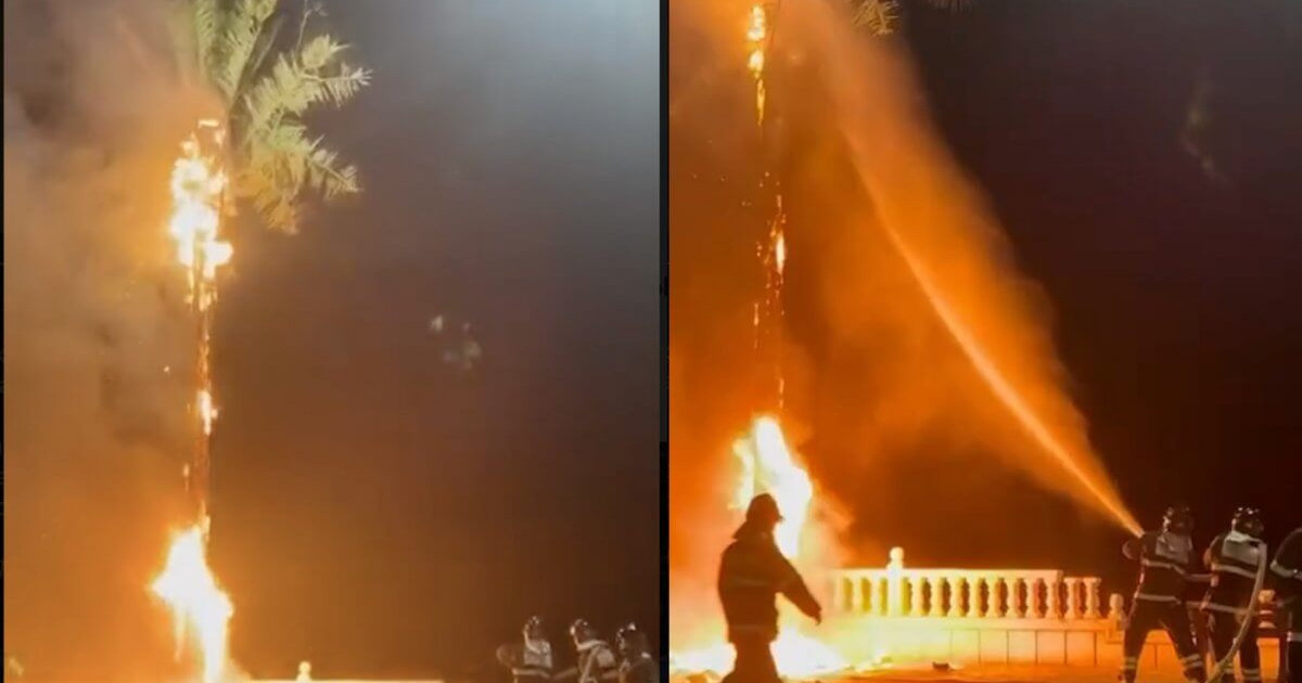 Жаңа жыл түнінде Ақтауда жасанды пальма өртенді