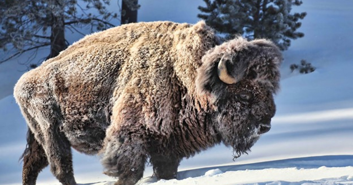 Қалың тоныңызды тастап, 54 градусқа дейін қыздыратын жеңіл күрте киіңіз