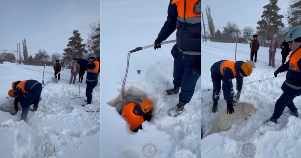 Құтқарушылар құдыққа түсіп кеткен итті алып шықты