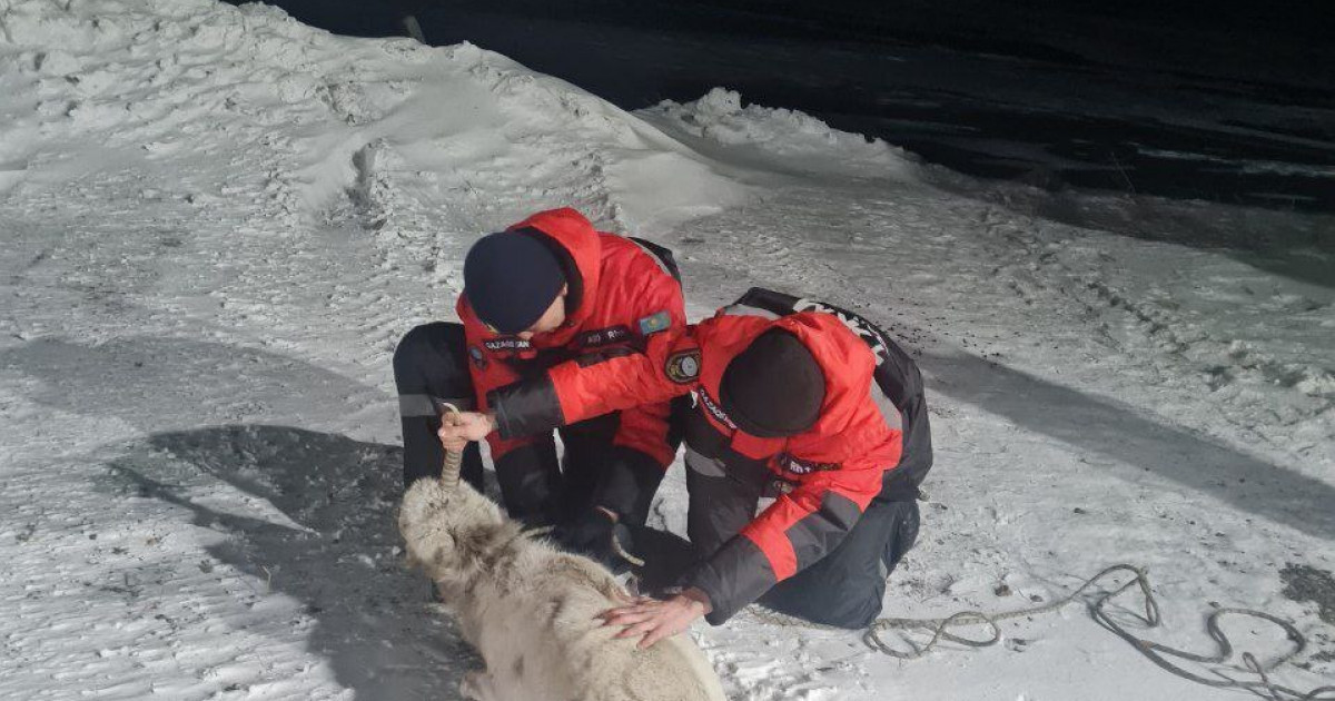 Құтқарушылар киікті құтқарды