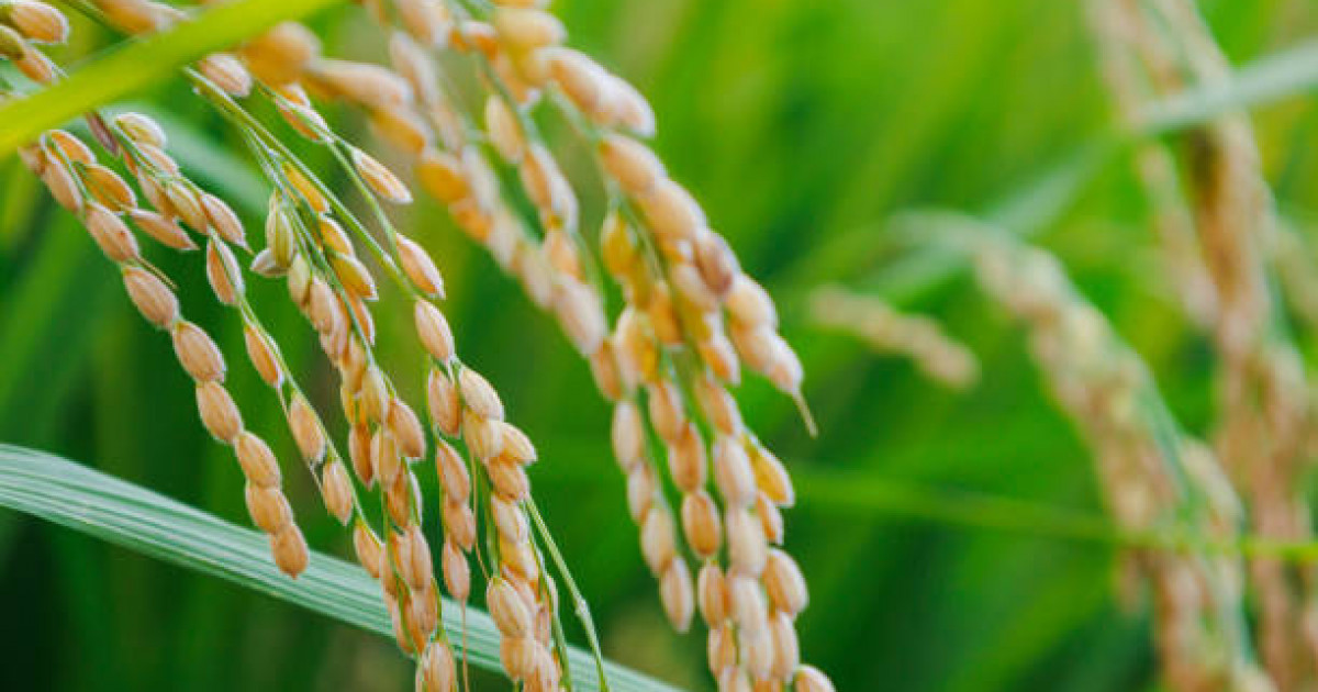 Қытайда осыдан 8 000 жыл бұрын күріш егілгені туралы дерек табылды