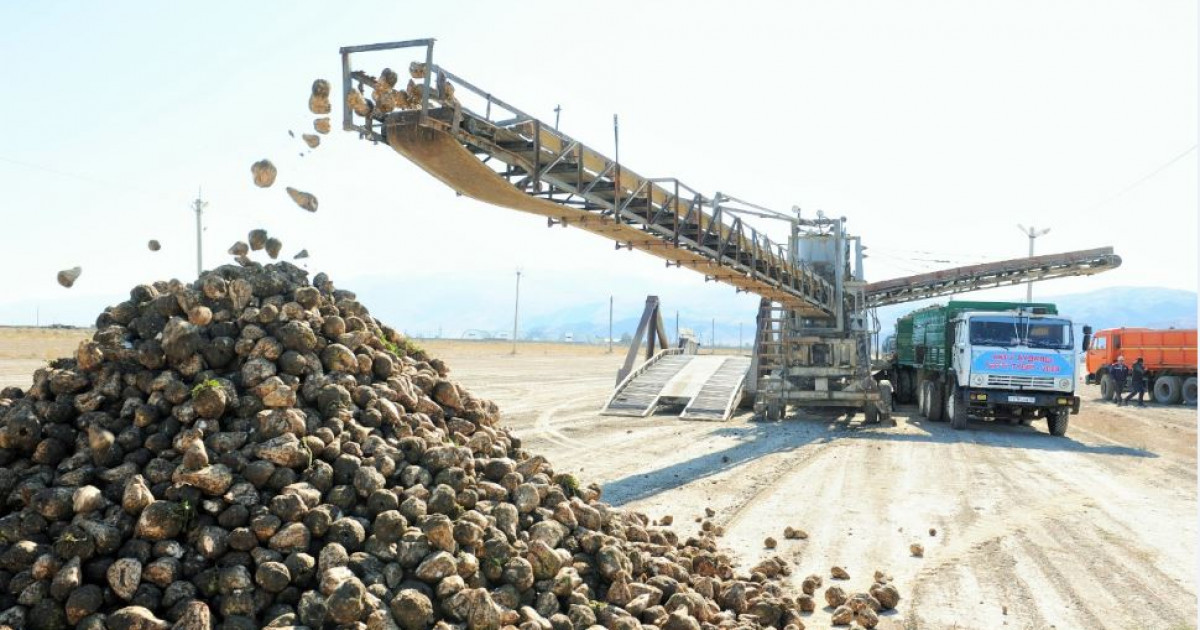 Қызылша қар астында қалды