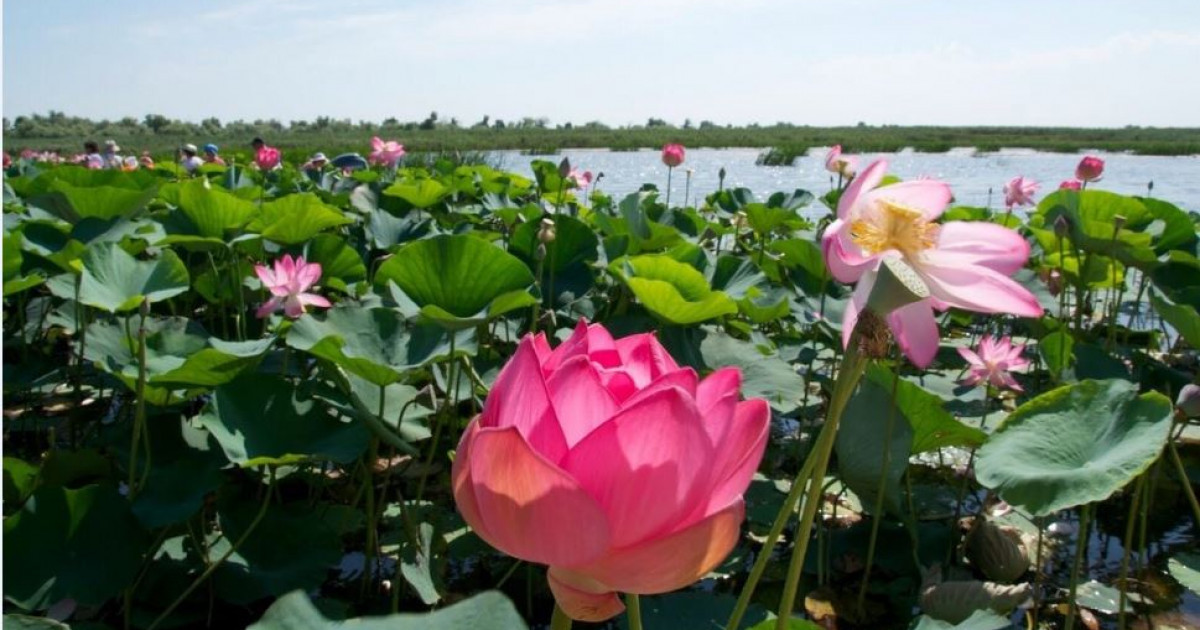 Лотос енді гүлдемей ме?