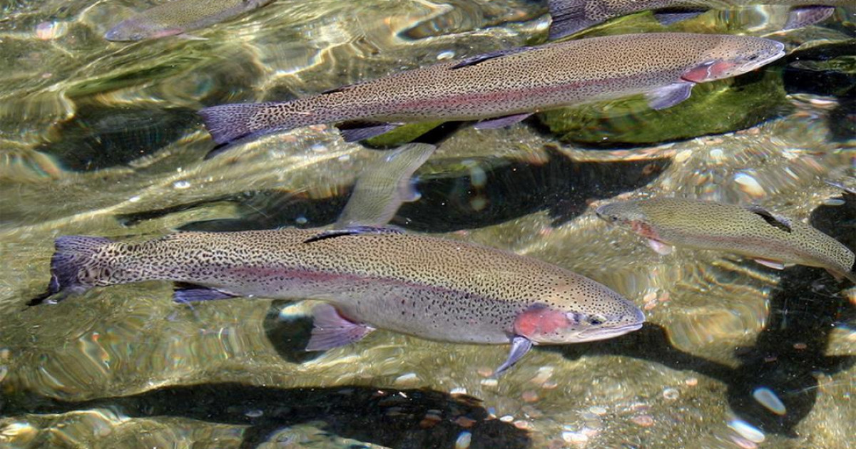 Жылына 10 000 тоннаға дейін балық өндіретін кешен іске қосылды