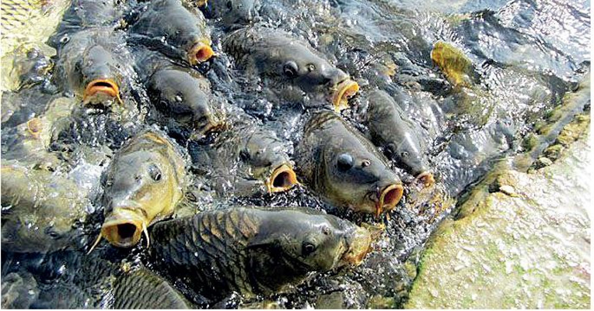 Балық шаруашылығына балта шаппайық