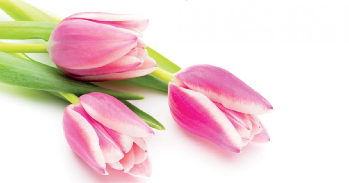 Еңбегі ерен, танымы терең арулар