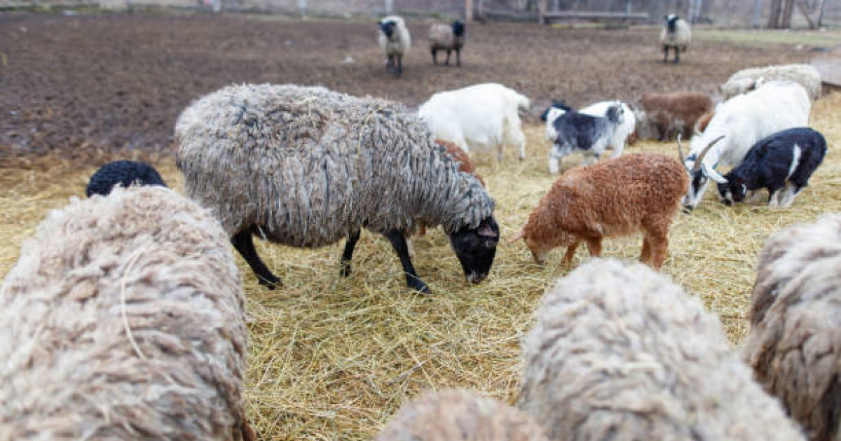 Қарағанды облысында ұсақ мал қырылып жатыр