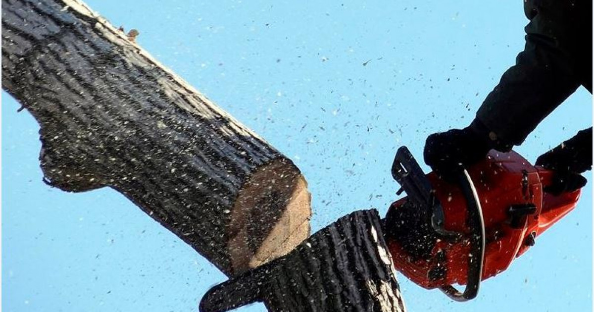 Керек ағашты кесе берме