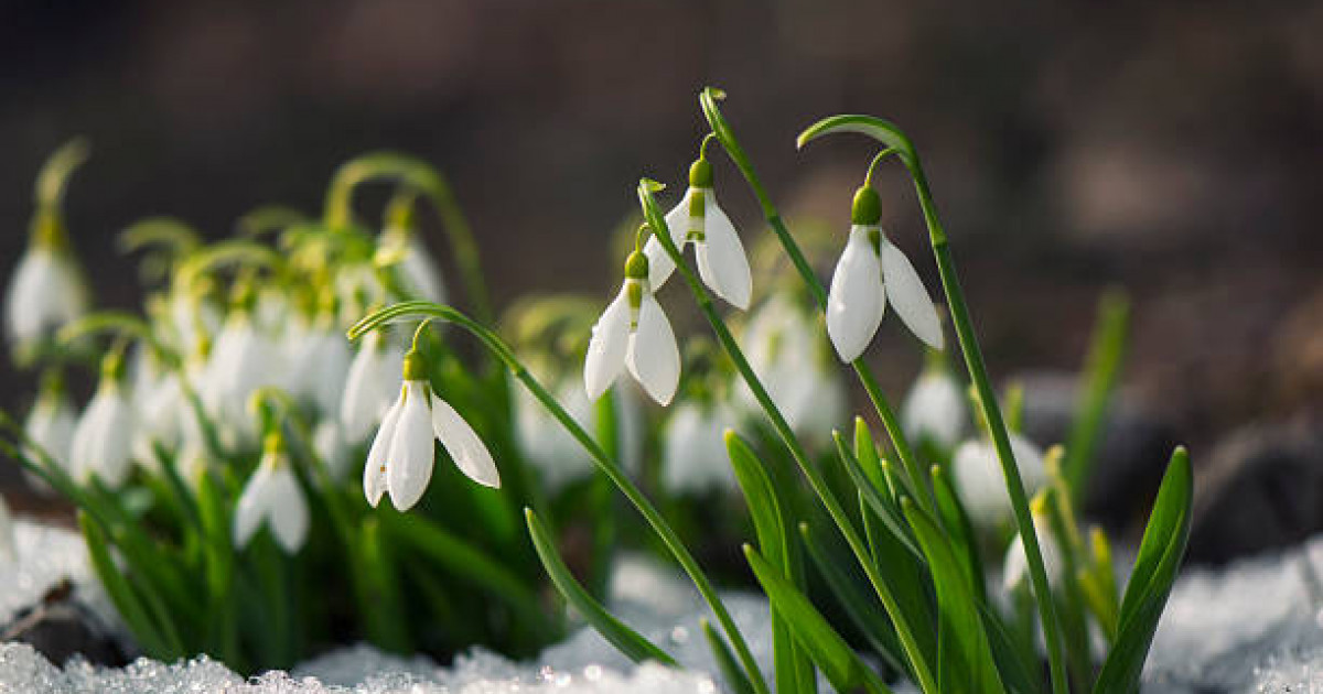 Мәулен Әшімбаев: Амал – әз-Наурыздың басы