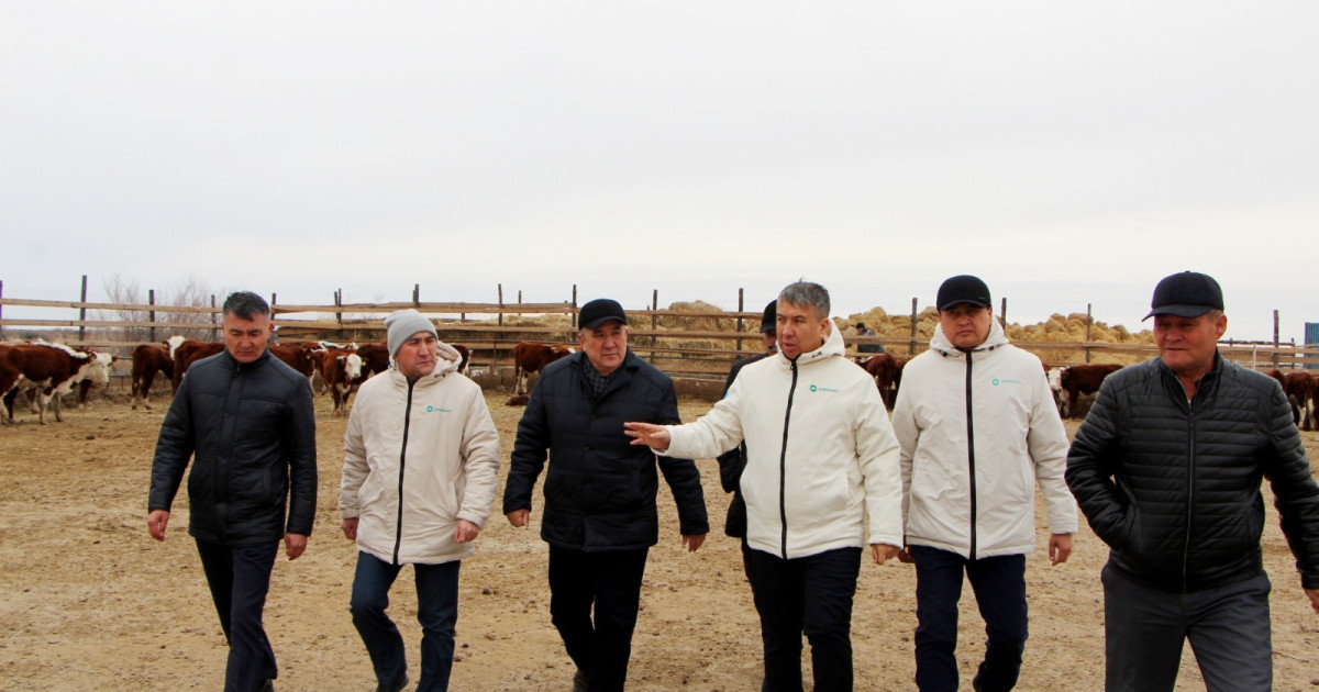 Мал басын көбейту, асылдандыру және өнімін ұлғайту жұмыстарына мониторинг жасалды