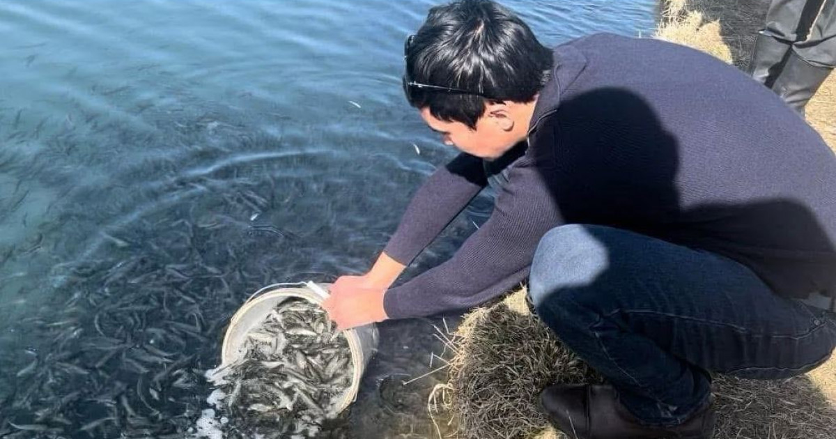 Өсірсең, форель өсір!