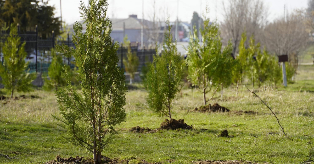 Жаңару күні: қоршаған ортаны қорғаудың тетігі – ағаш отырғызу