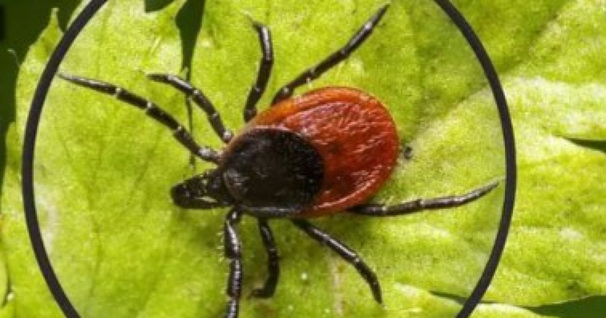 «Абай болыңыз – кенелер!»: күн жылынған кезде кенеден қалай қорғану керек?