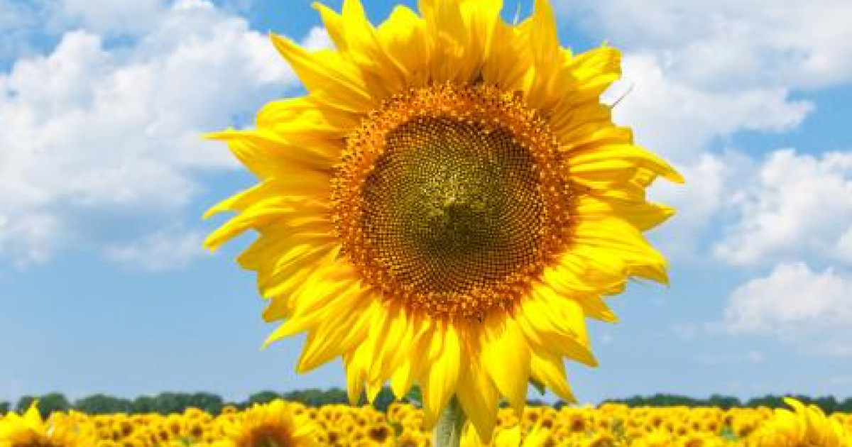 Фермерлер егіс алқаптарын 30 сәуірге дейін сақтандыра алады