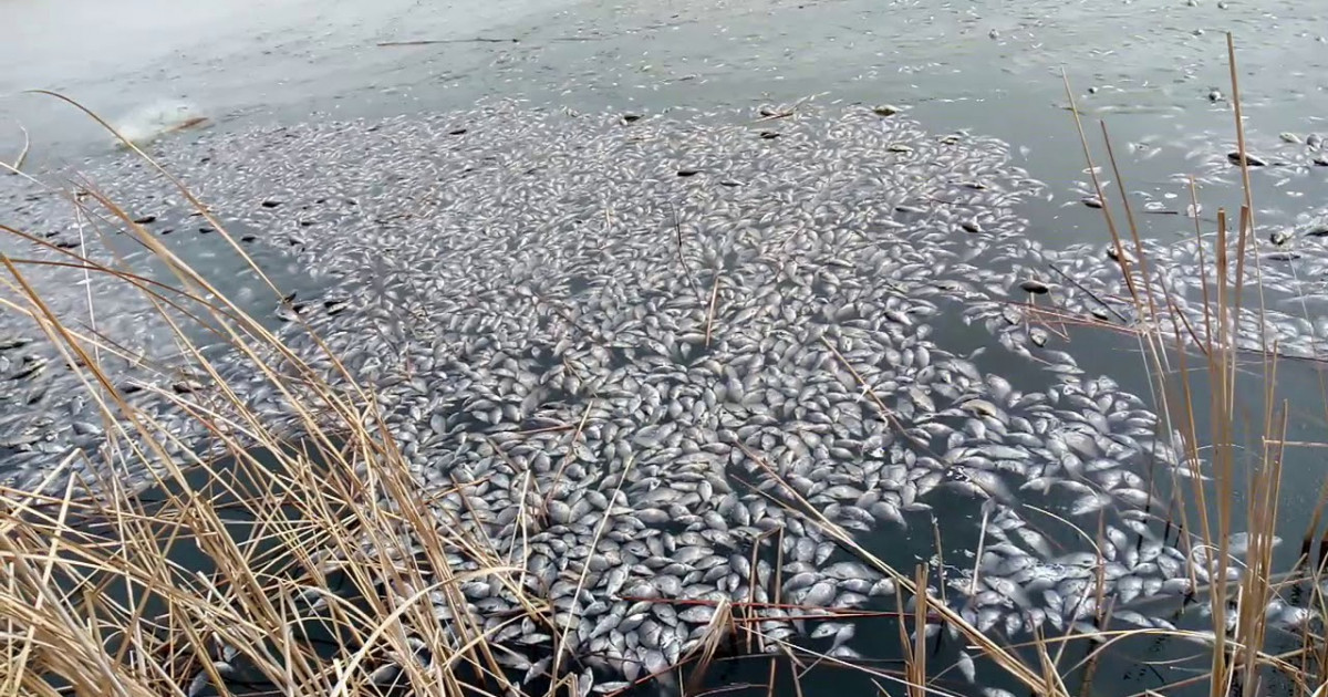 Қостанай облысындағы су айдынында балықтар жаппай қырылып жатыр