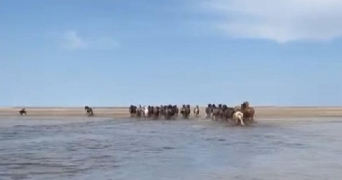 Құтқарушылар бір үйір жылқыны аман алып қалды (видео)