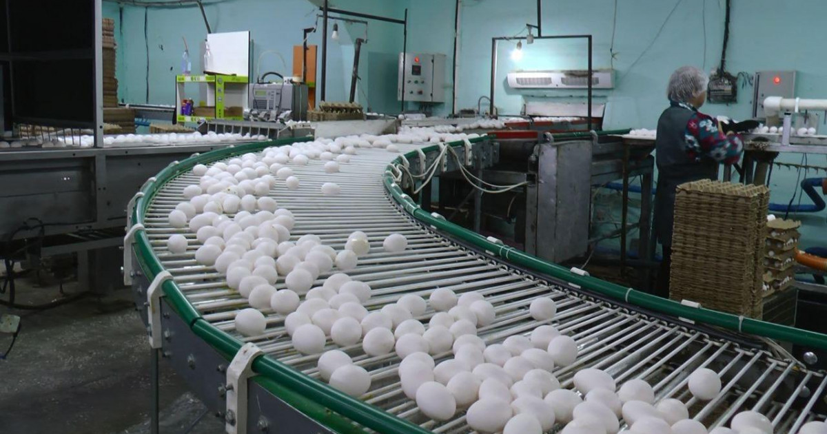 Жылына 100 миллионнан астам жұмыртқа өндіретін құс фабрикасы жем өндіру цехын іске қосты