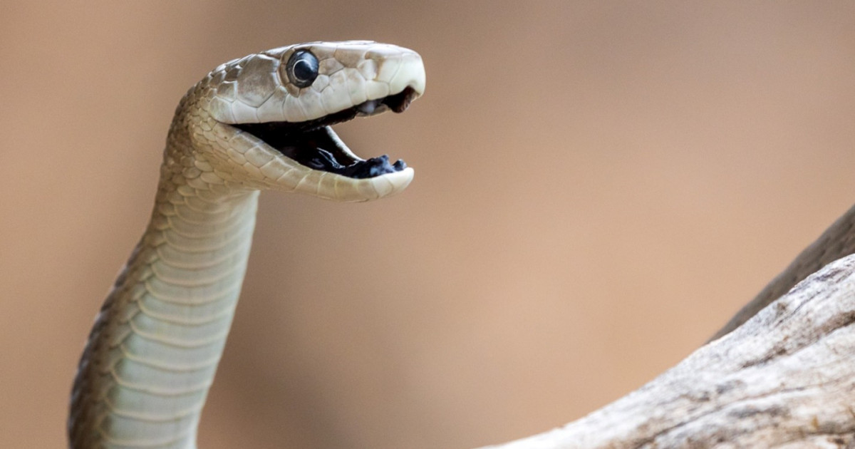 200 рет жыланға шағылған адамның қанынан ерекше у қайтарғыш (антидот) жасалды